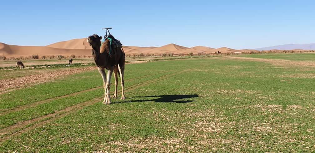 Chegaga Desert Trips Camp M'Hamid Luaran gambar